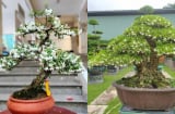 Cây mọc hàng rào “lên chậu” thành bonsai tiền tỷ: Nở hoa quanh năm, mang lộc vào nhà