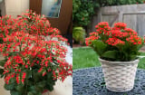 Cây lá xanh hoa đỏ từng xuất hiện ở mọi nhà: Nay trở lại như “bùa may mắn” hút tài lộc mạnh mẽ