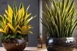Cây Lưỡi Hổ trồng trong nhà nhiều lợi ích sức khỏe và phong thủy nhưng lại Đại kỵ với người này