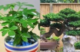 Loài cây siêu dễ trồng, ‘dễ chiều’ hơn kim tiền 100 lần, đặt đâu cũng hút lộc vào nhà