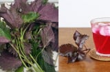 Nước lá tía tô tốt nhưng phải biết: thời điểm 'vàng' phát huy hiệu quả và thời điểm không nên uống
