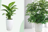 Trong nhà đặt 3 loại cây này: Tài lộc đổ về ào ào, gia chủ làm đâu thắng đó
