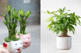 3 loại cây trồng ban công 'rước Thần Tài vào nhà': Gia chủ càng làm càng giàu, tiền tiêu không hết