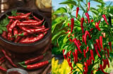 Hóa ra thêm ớt không chỉ thêm cay mà còn có 7 công dụng bất ngờ với sức khỏe