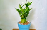 Người thuộc 3 tuổi này, trồng cây trúc phát tài mang đến vận may, tài lộc, cải thiện phong thủy