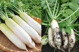 Củ cải trắng - công dụng 'vàng', thứ rau mùa đông giá rẻ nhưng được xem là quý như sâm