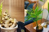 Đặt chậu gừng phong thủy ở 2 vị trí này, công việc hanh thông, lộc đến ào ào