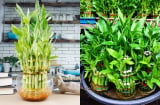 Người thuộc 2 mệnh này đặt cây Trúc Phát Tài lên bàn thờ, cuối năm cải vận, sang năm làm ăn thuận lợi