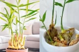 Thời điểm tốt nhất để trồng gừng phong thủy đón Tết, sang năm 2026 lộc khí phừng phừng