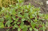 Rau dại mọc đầy ruộng Việt Nam bỗng “lên đời”: Trung Quốc gọi là rau trường thọ, trồng 30 ngày hái cả rổ