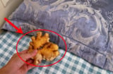 Đặt gừng dưới gối trước khi ngủ, nhận ngay 5 lợi ích tuyệt vời
