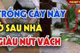 Tổ Tiên dặn 5 cây trước nhà nghèo mấy cũng chớ dại chặt bỏ: Mất Lộc mất Tiền