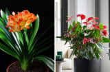 4 cây cảnh nhà giàu nào cũng thích trồng: Vàng óng của cải, đỏ rực may mắn trăm năm trường thọ