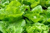 Rau xà lách dễ trồng, ít sâu bệnh, rau đặc biệt ngon khi trồng vào mùa lạnh