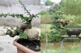 Cây cần thăng bonsai giá trăm triệu: Độc lạ, mang tài lộc và thăng tiến