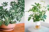 Loại cây hút tài lộc cực mạnh: Trồng một chậu trong nhà, muỗi tránh xa, sức khỏe cải thiện