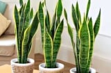 10 cây cảnh lọc không khí được NASA chứng nhận: Tốt cho sức khỏe, mang không gian trong lành vào nhà