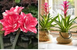 4 cây cảnh mang “vận đỏ” vào nhà: Trồng ngay bây giờ là Tết 2026 rực rỡ, tài lộc đầy nhà