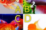 Trắc nghiệm tâm lý: Chọn 1 con cá và xem tài lộc tương lai của bạn thế nào