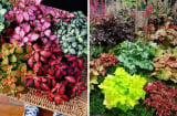 Trồng cây cảnh hút lộc trong nhà đừng chỉ chọn trầu bà: 4 cây lá màu rực rỡ này còn tốt hơn nhiều