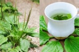 Lấy 5 loại lá dân dã này đun nước uống, vừa mát gan, vừa làm sạch phổi