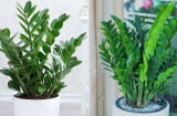 Cây Kim Tiền kỵ với người thuộc 2 mệnh này, cố trồng trong nhà dễ mất lộc