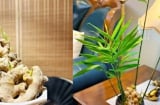 Chậu gừng phong thủy - bí quyết hút vượng khí, thịnh vượng cho gia đình