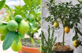 Người thuộc 2 mệnh này trồng cây chanh là Đại Cát Đại Lợi, hút tiền tài cực mạnh