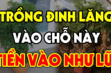 Cây đinh lăng trấn yểm của cải đừng trồng linh tinh: Đây chính là vị trí hút lộc, ai không biết quá đáng tiếc