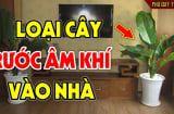 5 cây âm mọc ở quanh nhà hút cạn Phúc -Lộc, chặt bỏ ngay đừng tiếc