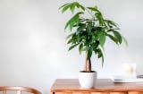 3 cây cảnh phong thủy mang lại hạnh phúc, may mắn và thịnh vượng lâu dài