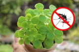 9 loại cây đuổi muỗi lại lọc sạch khí độc trong nhà, là cây gì?
