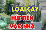 Loại cây Hút Tiền - Giữ Phúc, thấy đừng dại nhổ bỏ đi