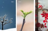Quiz: Chọn 1 cành cây mùa đông tiết lộ điều bạn cần tập trung để nâng cấp bản thân trong năm 2026