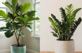 Cuối năm phải tỉa ngay 4 loại cây này: Nhà sạch khí, vận 2026 mở mạnh, cây càng gọn gia chủ càng giàu