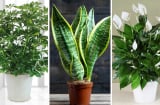 Ô nhiễm không khí ở ngưỡng tím, độc hại: Trồng ngay 6 loại cây xanh giúp lọc sạch không khí, bụi mịn