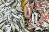 2 cá giàu omega-3 bậc nhất, hơn cả cá hồi, chợ Việt vừa nhiều vừa rẻ