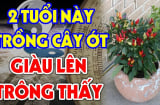 2 vị trí trồng ớt hút tài lộc vào nhà: Ai không biết thật đáng tiếc
