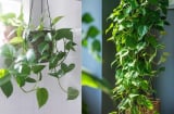 Trồng cây trầu bà trong nhà rất dễ và lọc bụi tốt nhưng phạm Đại Kỵ này dễ hao tài, rước họa