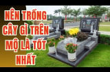 3 cây không trồng trước mộ: Đó là cây nào?