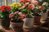 4 cây cảnh là “vua hoa mùa đông” không sợ lạnh: Dễ chăm, nở rộ cuối năm, hút tài lộc đón Tết