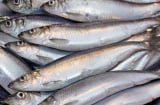 4 loại cá giàu omega-3, nhiều canxi bán đầy chợ Việt: Giá rẻ hơn cá hồi, thấy là nên mua ngay