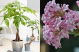 Các cụ dặn: Trồng 4 cây cảnh này trong nhà như “bảo vật phong thủy”, gia chủ quanh năm dư dả
