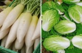 5 loại rau củ mùa đông an toàn bậc nhất, đi chợ gặp được nên mua ngay