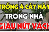 4 loại cây trồng trong nhà nào nhà đó giàu có