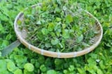 Loại rau quen thuộc bán khắp chợ Việt: chống rụng, kích thích mọc tóc con, chỉ 15.000 đồng/kg