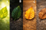 Quiz: Chọn một chiếc lá để biết bạn giàu nhất ở độ tuổi nào