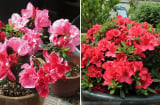 Người thuộc 2 mệnh này trồng hoa đỗ quyên trong nhà vào dịp Tết Bính Ngọ 2026, năm mới tiền vào như nước