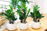 3 loại cây phong thủy nên đặt phòng khách năm Bính Ngọ 2026: Hút tài lộc, tiền bạc hanh thông