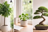 Quiz: Chọn 1 cây cảnh thu hút bạn nhất để biết năm 2026 sẽ mang lại cho bạn niềm vui theo cách nào